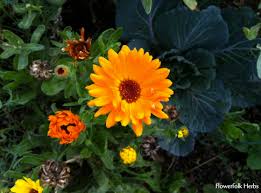 Image result for Calendula officinalis