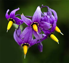 Attēlu rezultāti vaicājumam “Solanum dulcamara flower”