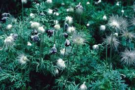 Attēlu rezultāti vaicājumam “Pulsatilla pratensis flower”