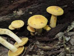 Attēlu rezultāti vaicājumam “Tricholomopsis decora”