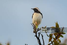 Image result for Oenanthe pleschanka