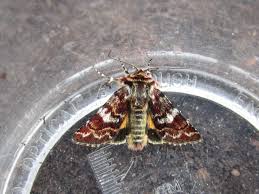 Attēlu rezultāti vaicājumam “Anarta myrtilli”