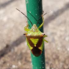 Attēlu rezultāti vaicājumam “Elasmostethus interstinctus imago”