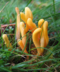 Attēlu rezultāti vaicājumam “Clavulinopsis helvola”