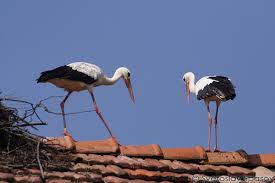Attēlu rezultāti vaicājumam “Ciconia ciconia adult”