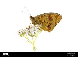 Attēlu rezultāti vaicājumam “Argynnis adippe underside”