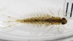 Attēlu rezultāti vaicājumam “Siphlonurus”