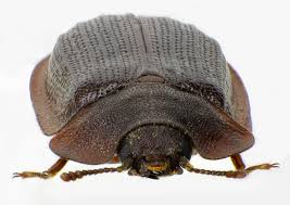 Attēlu rezultāti vaicājumam “Ostoma ferruginea”