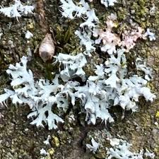 Attēlu rezultāti vaicājumam “Physcia adscendens”