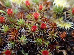 Attēlu rezultāti vaicājumam “Polytrichum piliferum”
