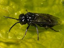 Attēlu rezultāti vaicājumam “Tenthredinidae”