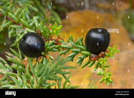 Attēlu rezultāti vaicājumam “Empetrum nigrum fruit”