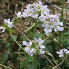 Attēlu rezultāti vaicājumam “Cardamine pratensis leaf”