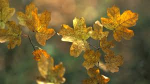 Attēlu rezultāti vaicājumam “Acer campestre leaf”