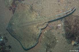 Image result for Raja brachyura