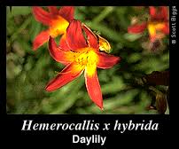 Attēlu rezultāti vaicājumam “Liliaceae”