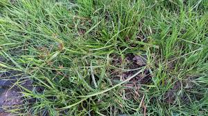 Attēlu rezultāti vaicājumam “Cyperus fuscus fruit”