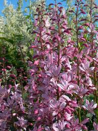 Image result for Diptam