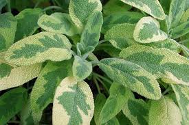 Image result for Salvia officinalis