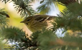 Image result for Dendroica striata