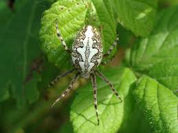 Attēlu rezultāti vaicājumam “Aculepeira ceropegia”