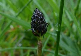 Attēlu rezultāti vaicājumam “Plantago media bud”