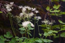 Attēlu rezultāti vaicājumam “Thalictrum aquilegifolium fruit”