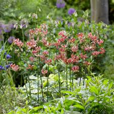 Image result for Lilium martagon `Manitoba Fox`