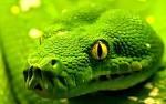 Background Green Snake Widescreen Wallpapers - 1920x1200px HD ...