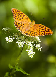 Attēlu rezultāti vaicājumam “Argynnis paphia female”