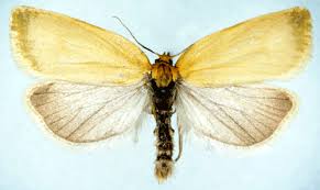 Attēlu rezultāti vaicājumam “Aphelia paleana”