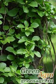 Attēlu rezultāti vaicājumam “Celastrus flagellaris”