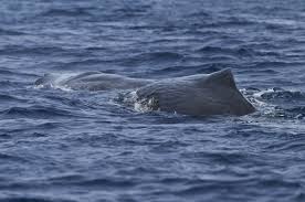 Image result for Physeter macrocephalus