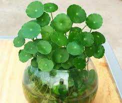 「銅錢草」的圖片搜尋結果