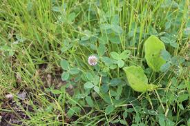 Attēlu rezultāti vaicājumam “Trifolium fragiferum”