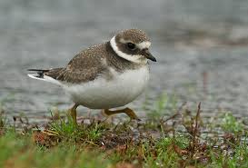 Attēlu rezultāti vaicājumam “Charadrius hiaticula”