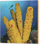 Attēlu rezultāti vaicājumam “Tubifera applanata sessile”