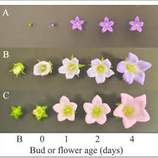 Image result for Campanula formanekiana