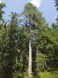 Attēlu rezultāti vaicājumam “Larix decidua var. polonica”
