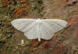 Attēlu rezultāti vaicājumam “Scopula floslactata imago”