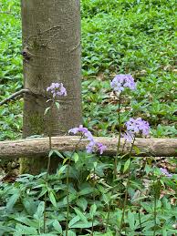 Attēlu rezultāti vaicājumam “Cardamine bulbifera”