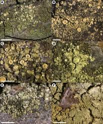 Attēlu rezultāti vaicājumam “Lecanora conizaeoides”