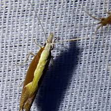 Attēlu rezultāti vaicājumam “Ypsolopha dentella”