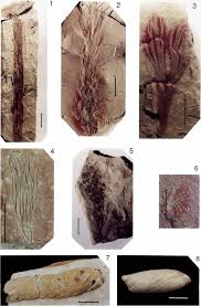 Attēlu rezultāti vaicājumam “Laccognathus panderi”