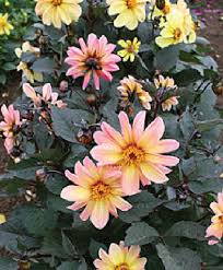 Image result for Dahlia `Red Skin`