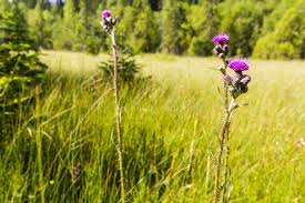 Attēlu rezultāti vaicājumam “Cirsium palustre flower”