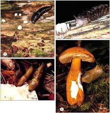 Attēlu rezultāti vaicājumam “Symphytocarpus flaccidus plasmodium”