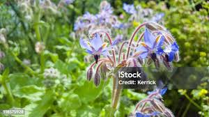 Image result for Borretsch