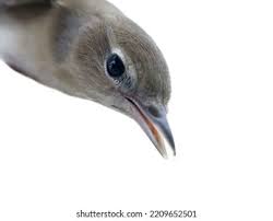 Attēlu rezultāti vaicājumam “Hippolais caligata”