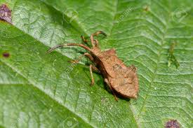 Attēlu rezultāti vaicājumam “Coreus marginatus nymph”